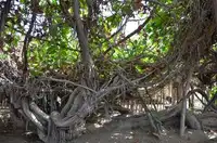 新疆和田葡萄王树