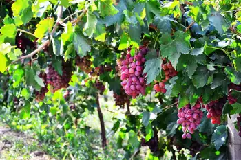 新疆和田千里葡萄长廊,图二