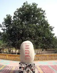 新疆和田树中寿星―五百年核桃王