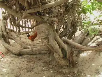 新疆和田葡萄王树,图一