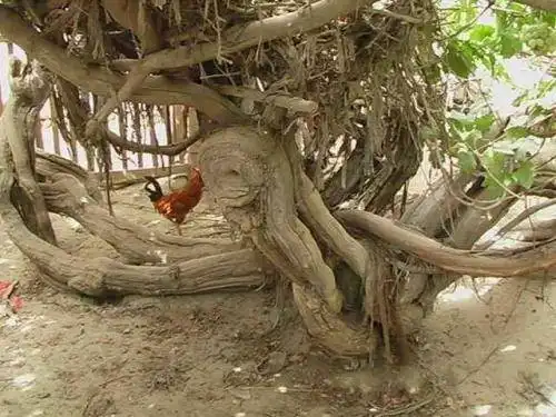 新疆和田葡萄王树