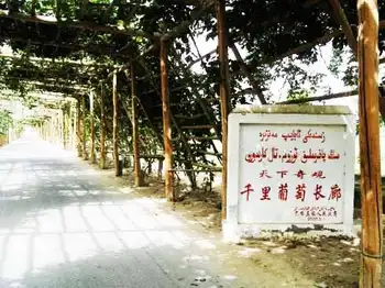 新疆和田千里葡萄长廊,图三