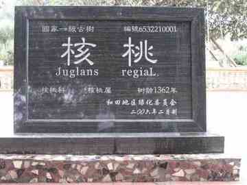 新疆和田树中寿星―五百年核桃王,图一