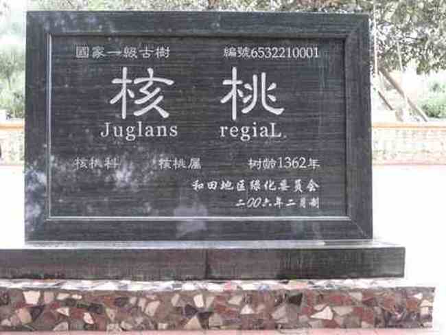 新疆和田树中寿星―五百年核桃王,图一