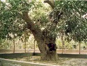 新疆和田树中寿星―五百年核桃王,图二
