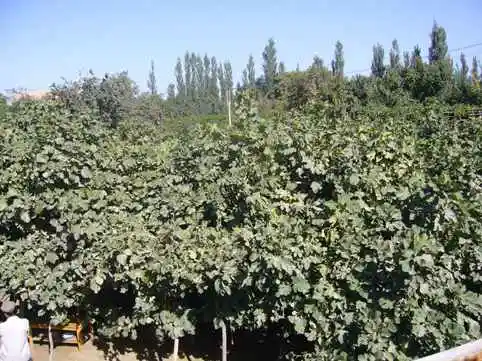 新疆和田无花果王