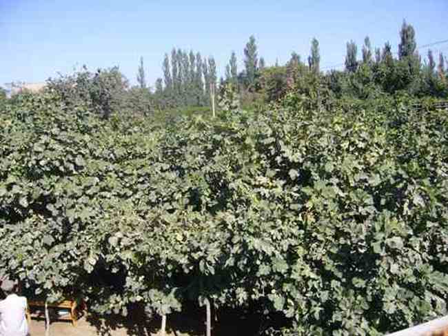 新疆和田无花果王