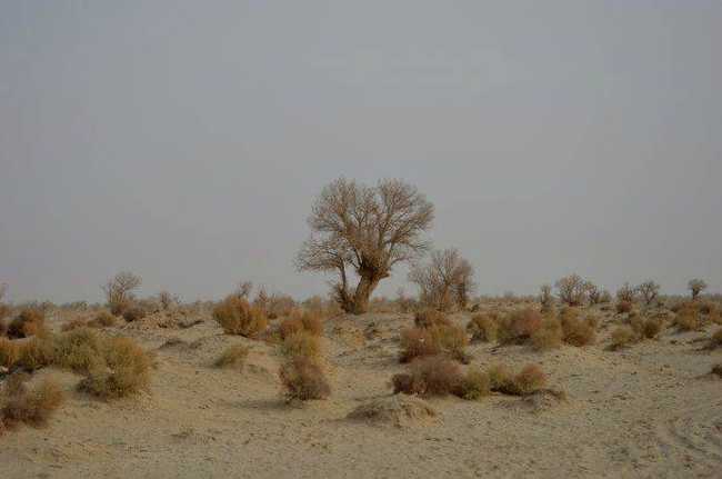 新疆库尔勒扎滚鲁克古墓群,图一