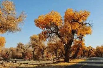 新疆库尔勒塔克拉玛干的胡杨林,图三