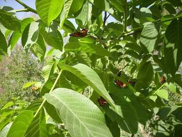 新疆库尔勒红蝶谷,图二