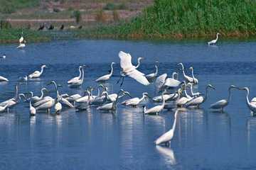 新疆库尔勒白鹭洲头景区,图三