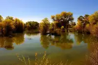 新疆库尔勒塔克拉玛干的胡杨林