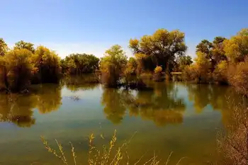 新疆库尔勒塔克拉玛干的胡杨林,图一