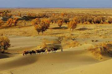 新疆库尔勒塔克拉玛干的胡杨林,图二