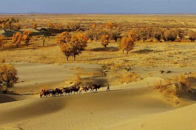 新疆库尔勒塔克拉玛干的胡杨林,图二