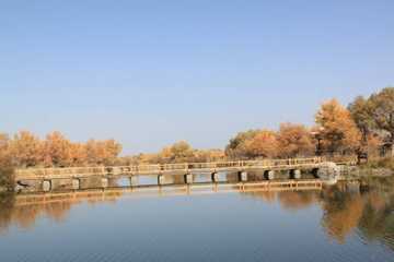 新疆喀什地区泽普县金湖杨国家森林公园,图五