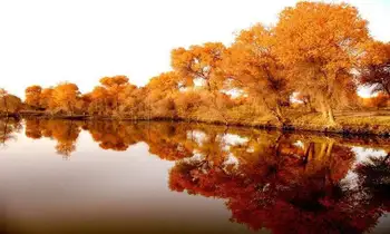 新疆喀什地区泽普县金湖杨国家森林公园,图二