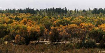 新疆喀什地区泽普县金湖杨国家森林公园,图三