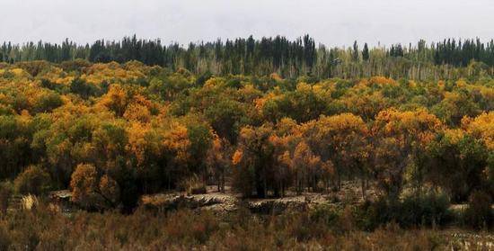 新疆喀什地区泽普县金湖杨国家森林公园,图三