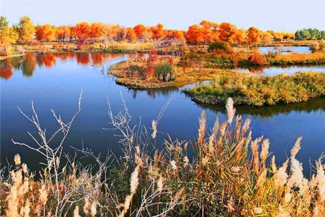 新疆喀什地區(qū)澤普縣金湖楊國家森林公園,圖四