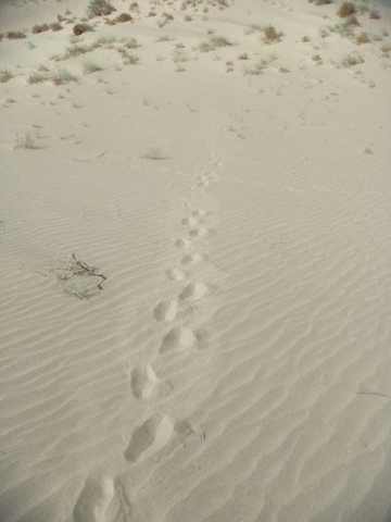 新疆喀什莎车风光,图一