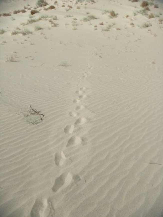 新疆喀什莎车风光,图一