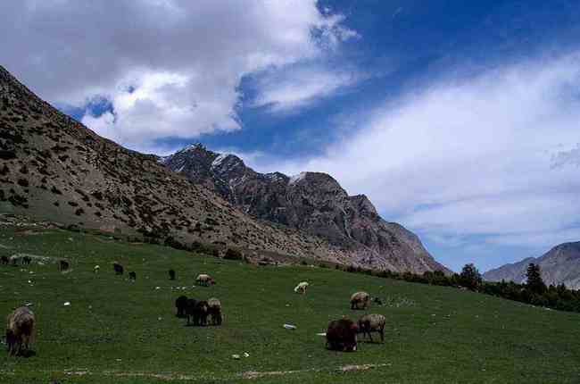 新疆喀什奥依塔克森林公园风景区介绍,图二