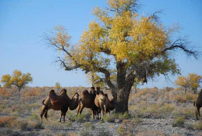 新疆塔城甘家湖梭梭林自然保护区,图四