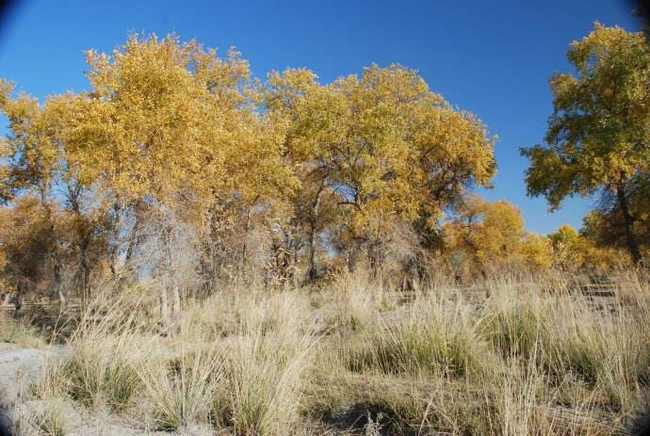 新疆塔城甘家湖梭梭林自然保护区,图三
