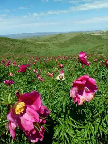 新疆兵团九师161团芍药谷景区,图四