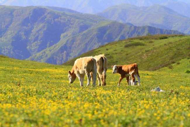 新疆塔城吐尔加辽草原,图一