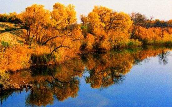 新疆塔城甘家湖梭梭林自然保护区,图一