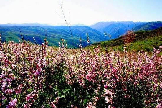 新疆塔城巴尔鲁克山野巴杏自然保护区,图一
