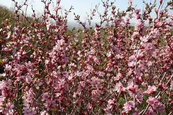 新疆塔城巴尔鲁克山野巴杏自然保护区,图三