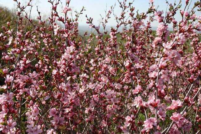 新疆塔城巴尔鲁克山野巴杏自然保护区,图三