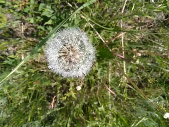 芍药谷2.jpg