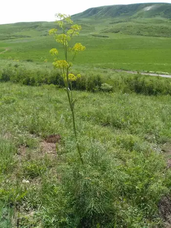新疆兵团九师161团芍药谷景区,图九