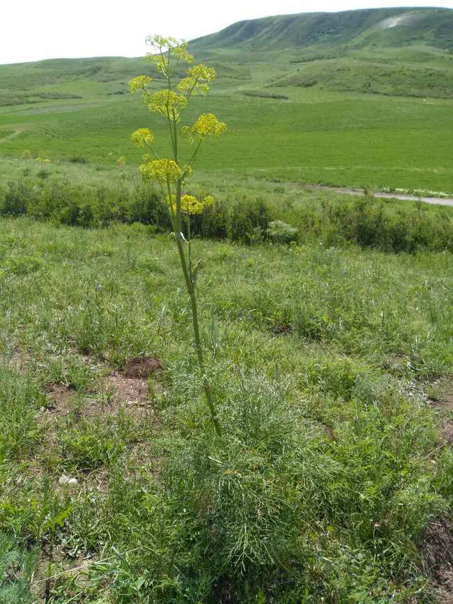 新疆兵团九师161团芍药谷景区,图九