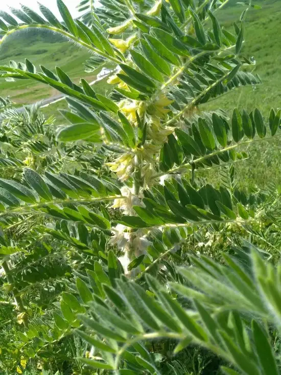 芍药谷7.jpg