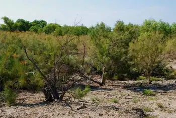 新疆塔城甘家湖梭梭林自然保护区,图二