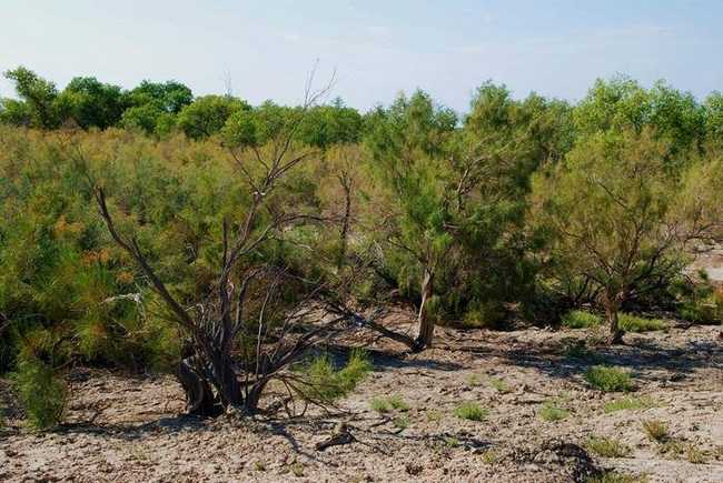 新疆塔城甘家湖梭梭林自然保护区,图二