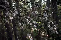 新疆塔城巴尔鲁克山野巴杏自然保护区