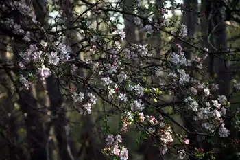 新疆塔城巴尔鲁克山野巴杏自然保护区,图四