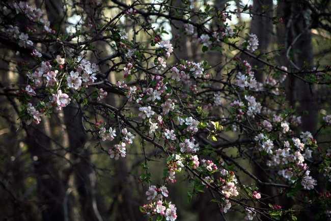新疆塔城巴尔鲁克山野巴杏自然保护区,图四
