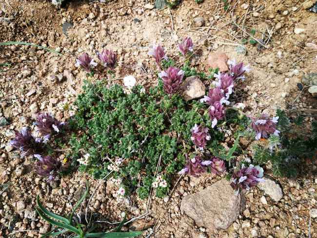 新疆塔城165團(tuán)巴依木札景區(qū),圖六