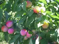 新疆塔城沙湾县三道河子林场森林公园