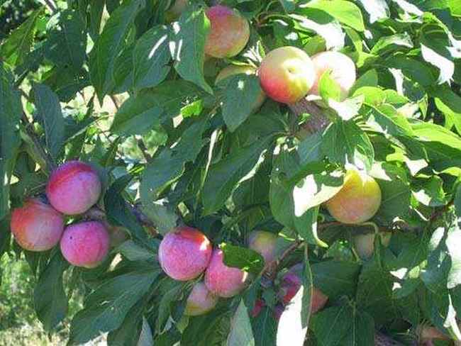 新疆塔城沙湾县三道河子林场森林公园,图四