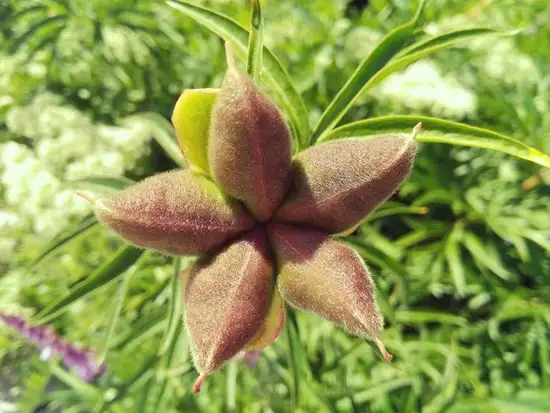 芍药谷4.jpg