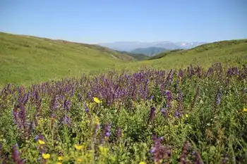 新疆塔城巴尔鲁克山野巴杏自然保护区,图二