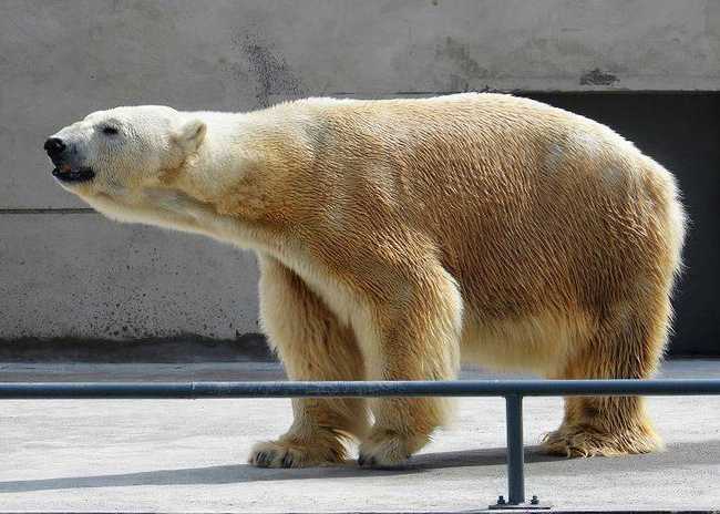 新疆乌鲁木齐天山野生动物园,图三